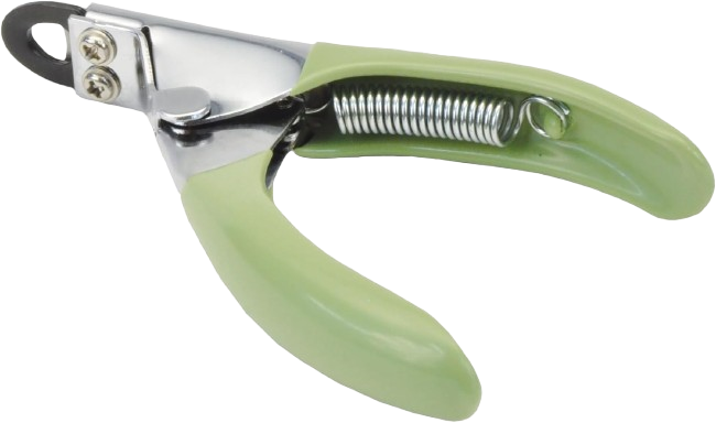 Morkie Nail Trimming