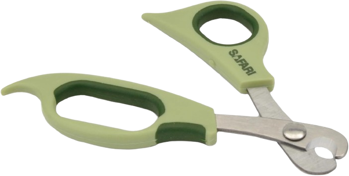 Morkie Nail Trimming