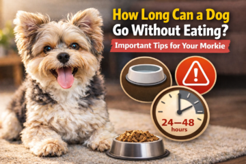How Long Can a Dog Go Without Eating? Important Tips for Your Morkie