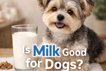 Is Milk Good for Dogs Like Morkies? Benefits and Risks Explained